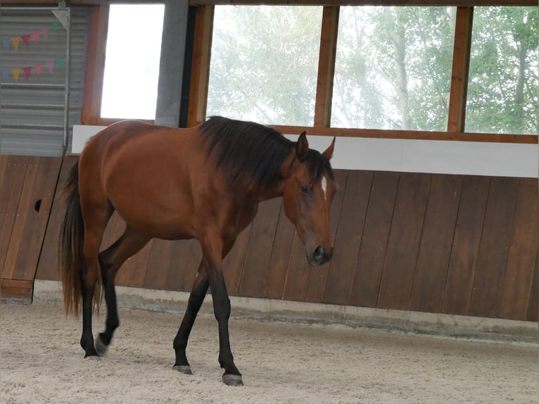 Lusitanien Jument 2 Ans 160 cm Bai in Bedburg