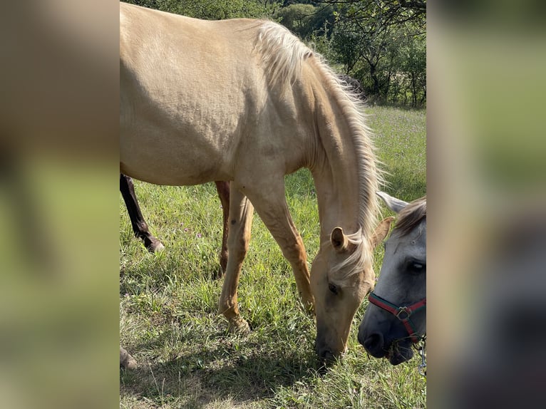 Lusitanien Jument 2 Ans 160 cm Dunalino in Hýskov