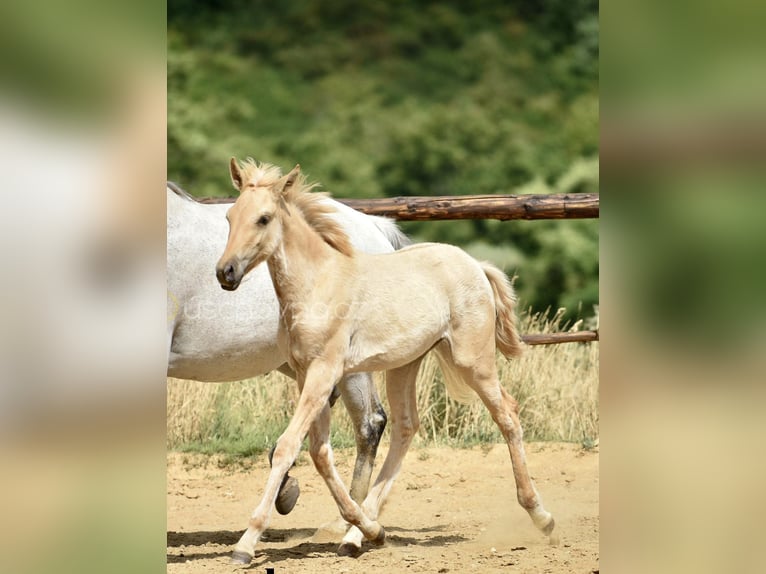 Lusitanien Jument 2 Ans 160 cm Dunalino in Hýskov