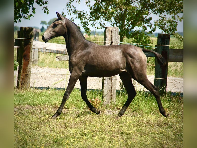 Le cheval, «formidable outil relationnel» à La Garenne-Colombes