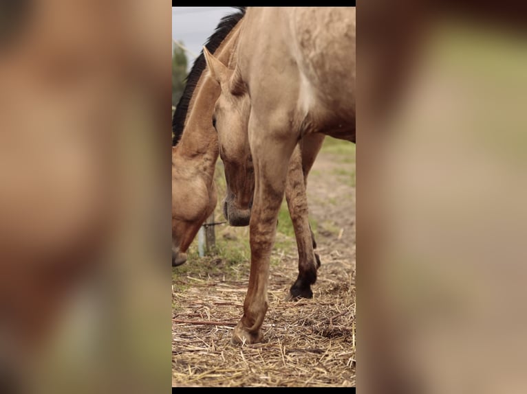 Lusitanien Croisé Jument 2 Ans 160 cm Isabelle in Rio Maior