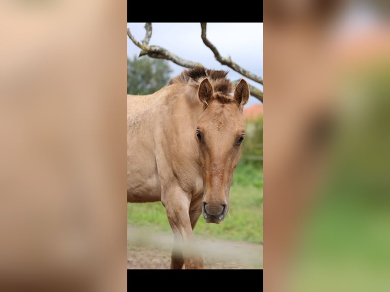 Lusitanien Croisé Jument 2 Ans 160 cm Isabelle in Rio Maior