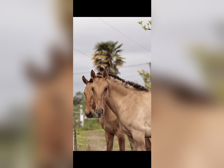 Lusitanien Croisé Jument 2 Ans 160 cm Isabelle in Rio Maior