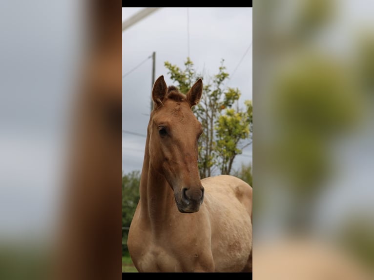 Lusitanien Croisé Jument 2 Ans 160 cm Isabelle in Rio Maior