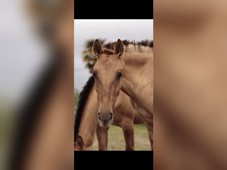 Lusitanien Croisé Jument 2 Ans 160 cm Isabelle in Rio Maior