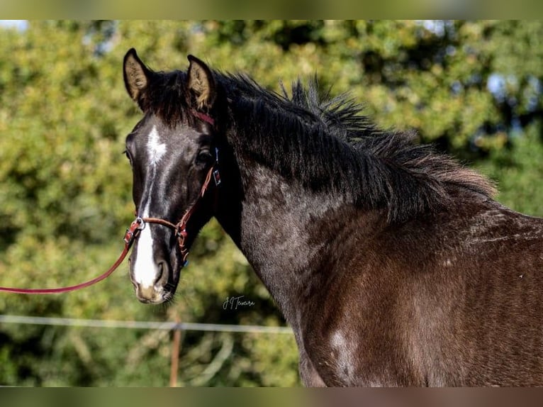 Lusitanien Jument 2 Ans 160 cm Noir in Rio Maior