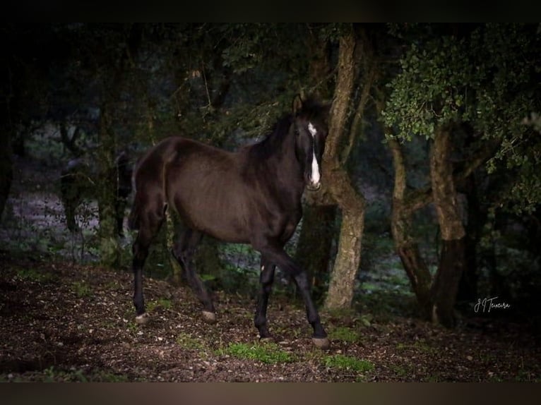 Lusitanien Jument 2 Ans 160 cm Noir in Rio Maior