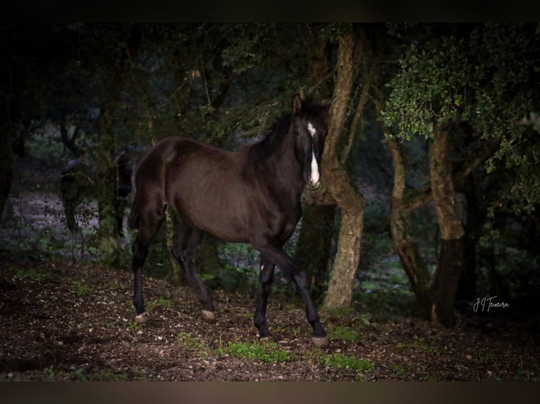 Lusitanien Jument 2 Ans 160 cm Noir in Rio Maior