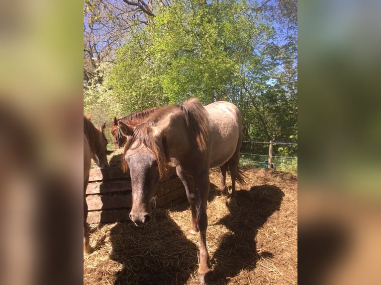 Lusitanien Croisé Jument 2 Ans 165 cm Aubère in Groß Vollstetd