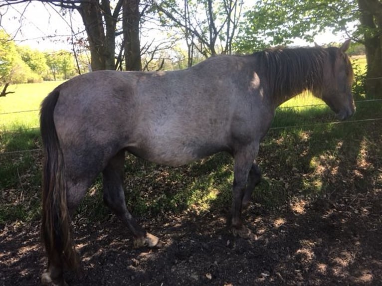 Lusitanien Croisé Jument 2 Ans 165 cm Aubère in Groß Vollstetd