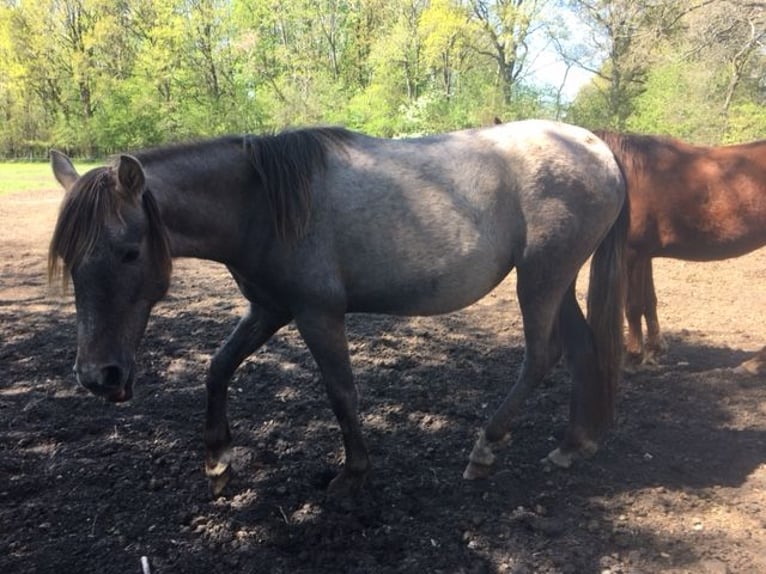 Lusitanien Croisé Jument 2 Ans 165 cm Aubère in Groß Vollstetd