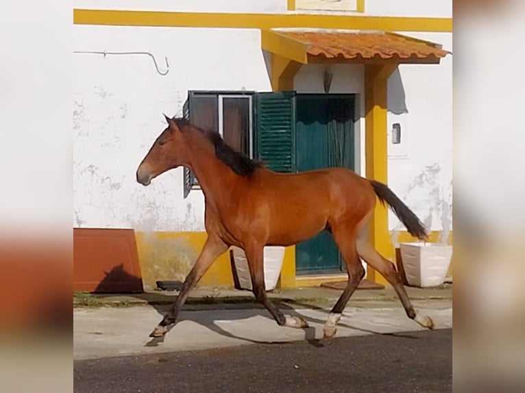 Lusitanien Croisé Jument 2 Ans 165 cm Bai in Rio Maior