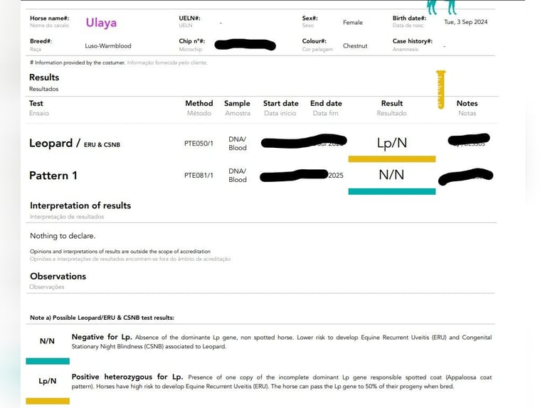 Lusitanien Croisé Jument 2 Ans 165 cm Léopard in Marinha Grande