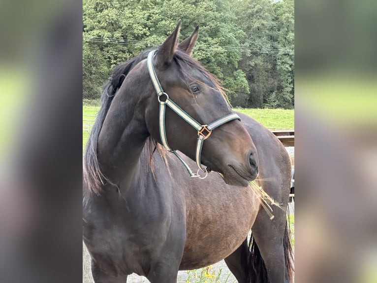 Lusitanien Jument 2 Ans Bai brun in Soyen