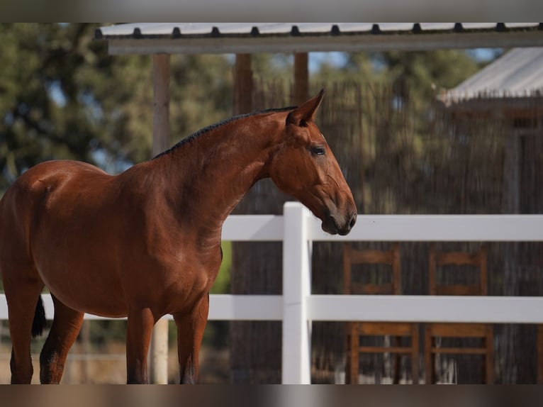 Lusitanien Jument 2 Ans Bai cerise in Agua Derramada