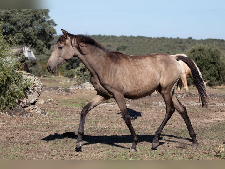 Lusitanien Jument 2 Ans Buckskin in El Cubillo &#8211; Segovia