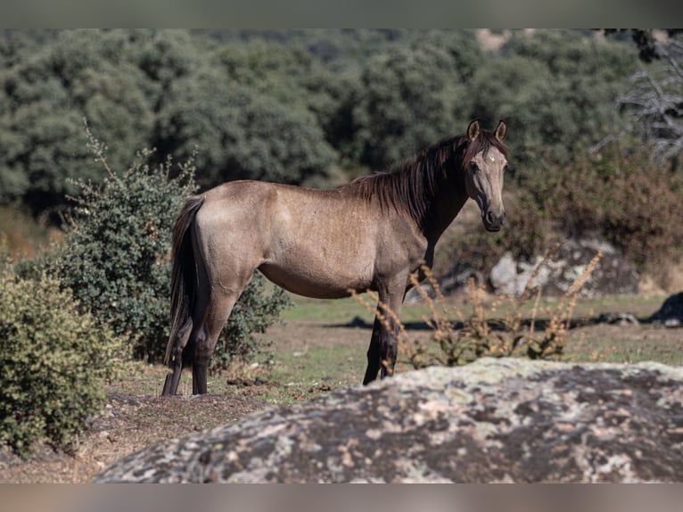 Lusitanien Jument 2 Ans Buckskin in El Cubillo &#8211; Segovia