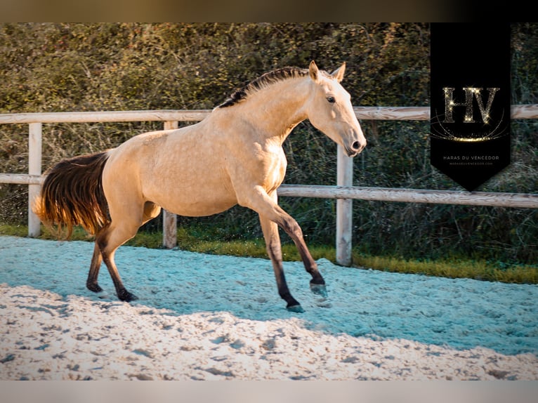 Lusitanien Jument 2 Ans Buckskin in Marly-sous-Issy
