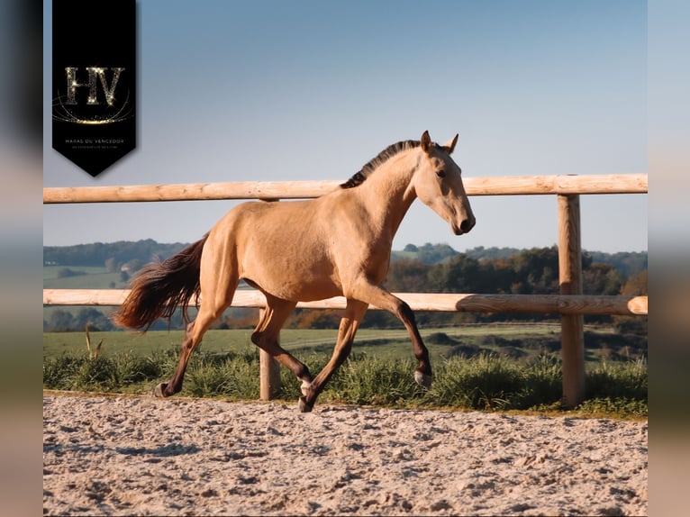 Lusitanien Jument 2 Ans Buckskin in Marly-sous-Issy