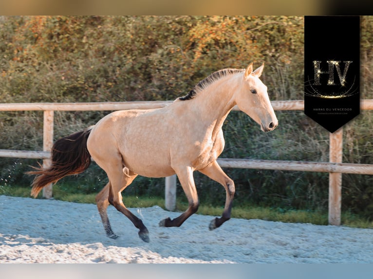 Lusitanien Jument 2 Ans Buckskin in Marly-sous-Issy