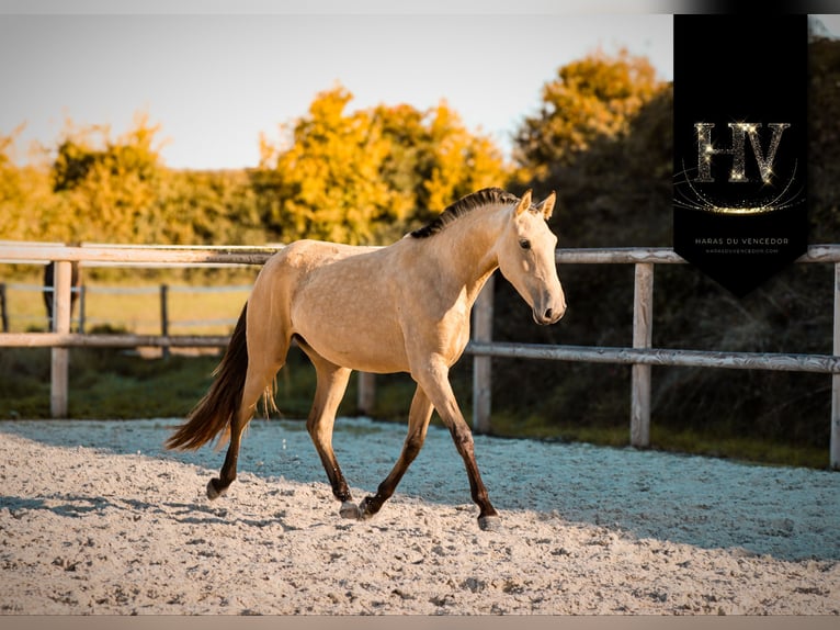 Lusitanien Jument 2 Ans Buckskin in Marly-sous-Issy