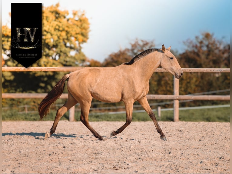 Lusitanien Jument 2 Ans Buckskin in Marly-sous-Issy