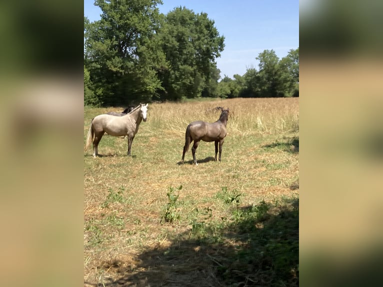 Lusitanien Jument 2 Ans Palomino in Saligny-sur-Roudon