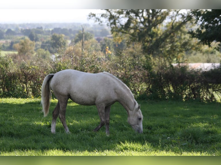 Lusitanien Jument 2 Ans Palomino in Saligny-sur-Roudon