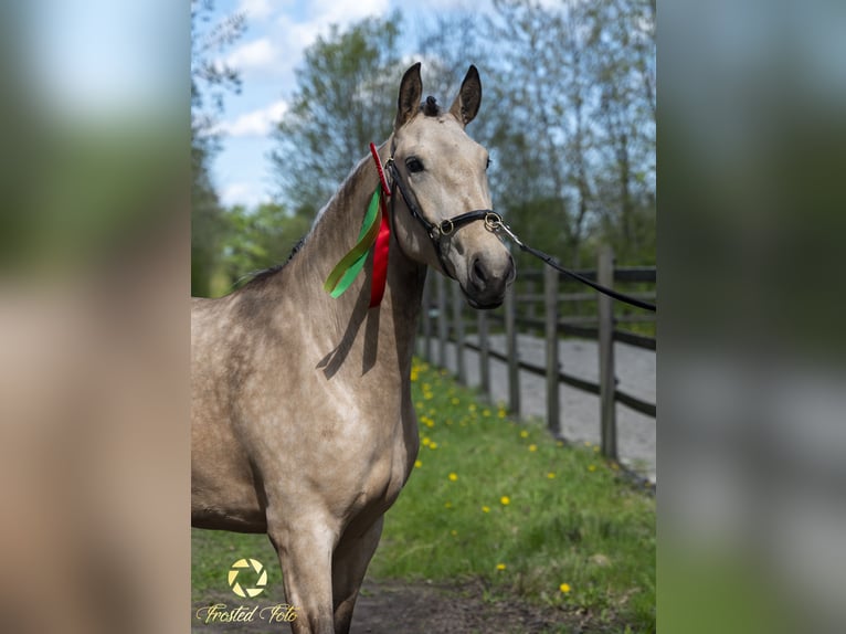 Lusitanien Jument 3 Ans 155 cm Bai cerise in Ebeltoft