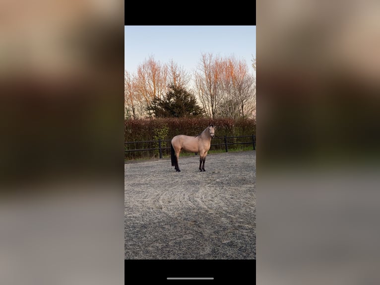 Lusitanien Jument 3 Ans 155 cm Bai cerise in Ebeltoft