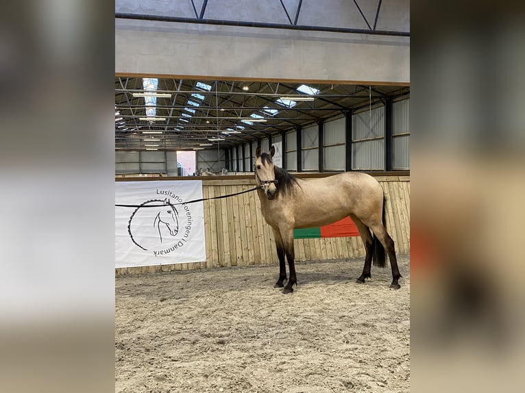 Lusitanien Jument 3 Ans 155 cm Bai cerise in Ebeltoft