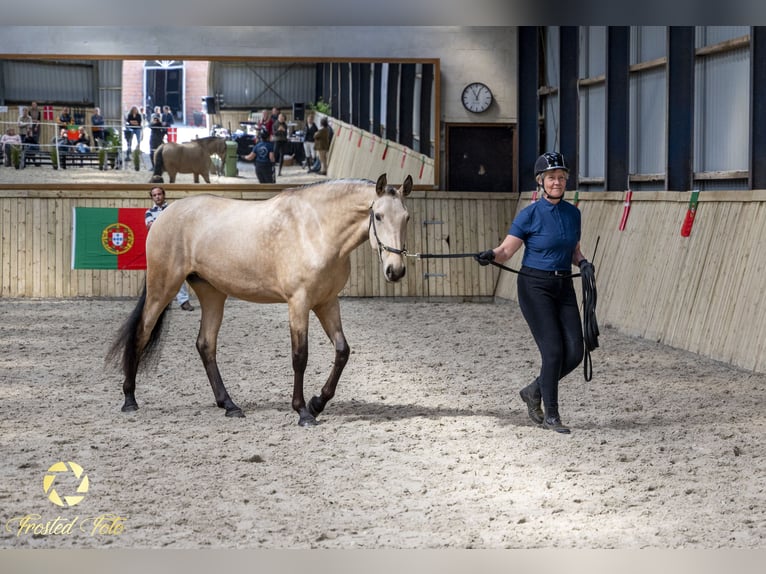 Lusitanien Jument 3 Ans 155 cm Bai cerise in Ebeltoft