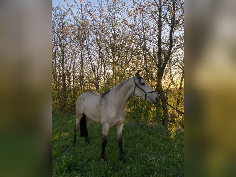 Lusitanien Jument 3 Ans 155 cm Bai cerise in Ebeltoft