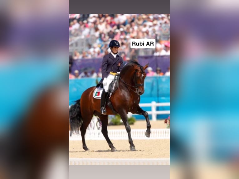 Lusitanien Jument 3 Ans 155 cm Bai cerise in Ebeltoft