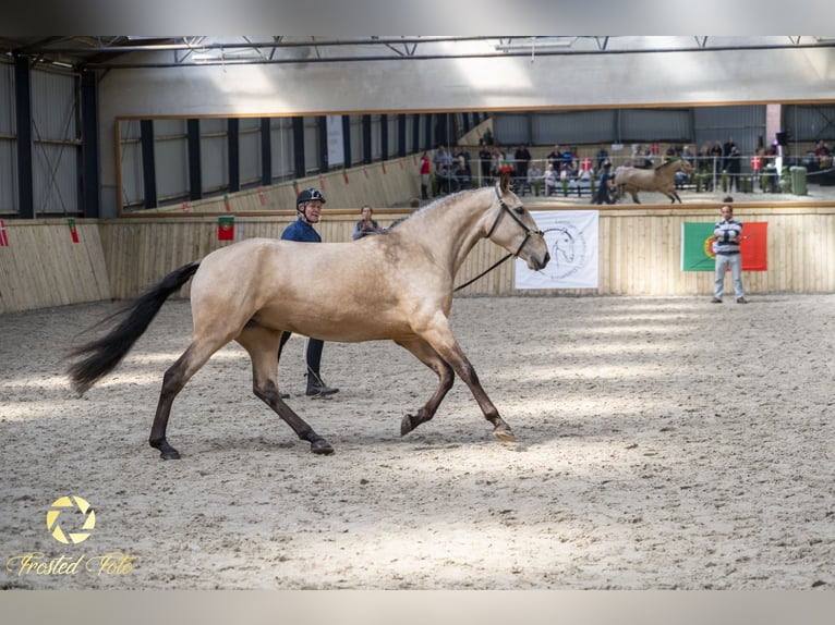 Lusitanien Jument 3 Ans 155 cm Bai cerise in Ebeltoft