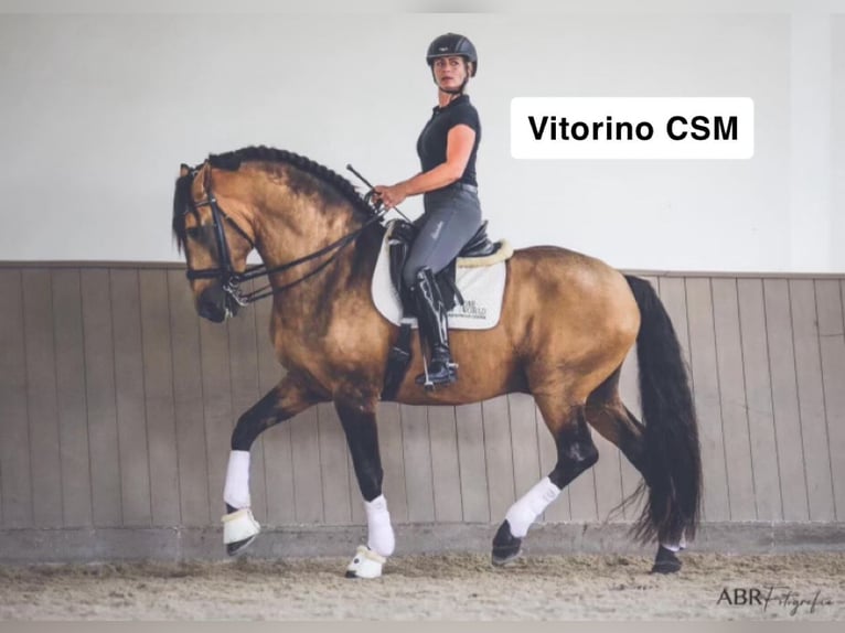 Lusitanien Jument 3 Ans 155 cm Bai cerise in Ebeltoft