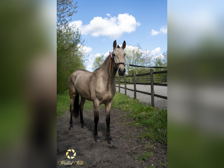 Lusitanien Jument 3 Ans 155 cm Bai cerise in Ebeltoft