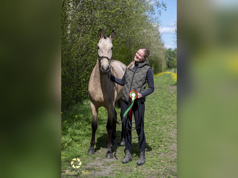 Lusitanien Jument 3 Ans 155 cm Bai cerise in Ebeltoft