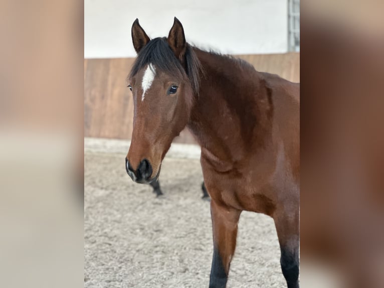 Lusitanien Jument 3 Ans 155 cm Bai in Bedburg