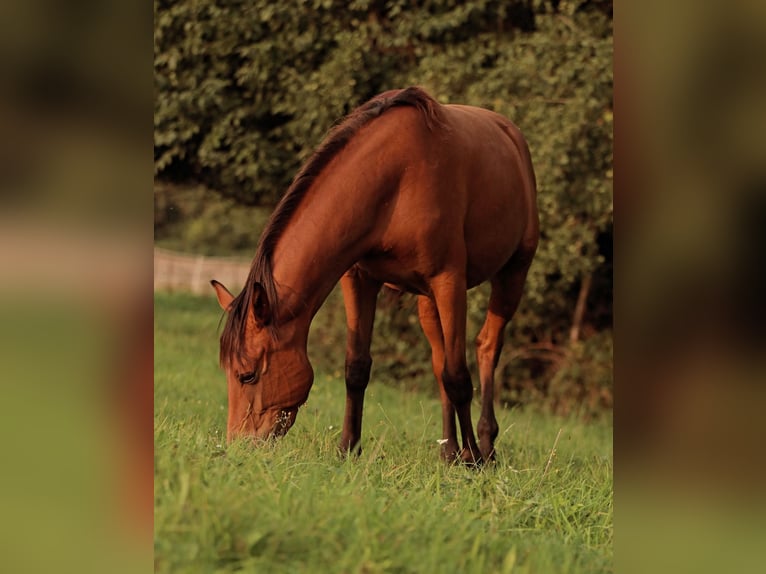 Lusitanien Croisé Jument 3 Ans 155 cm Bai in Hessisch Oldendorf