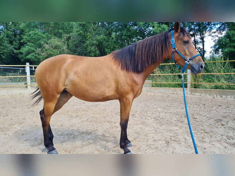 Lusitanien Croisé Jument 3 Ans 155 cm Bai in Hessisch Oldendorf