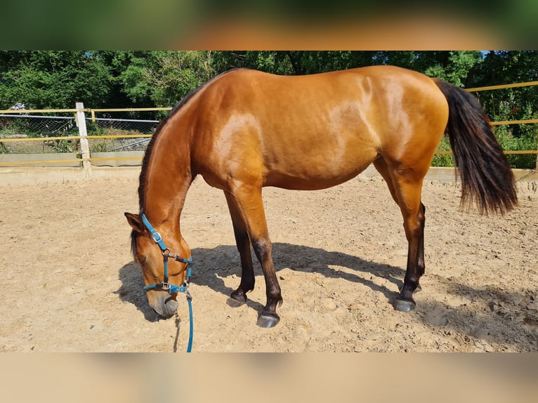 Lusitanien Croisé Jument 3 Ans 155 cm Bai in Hessisch Oldendorf