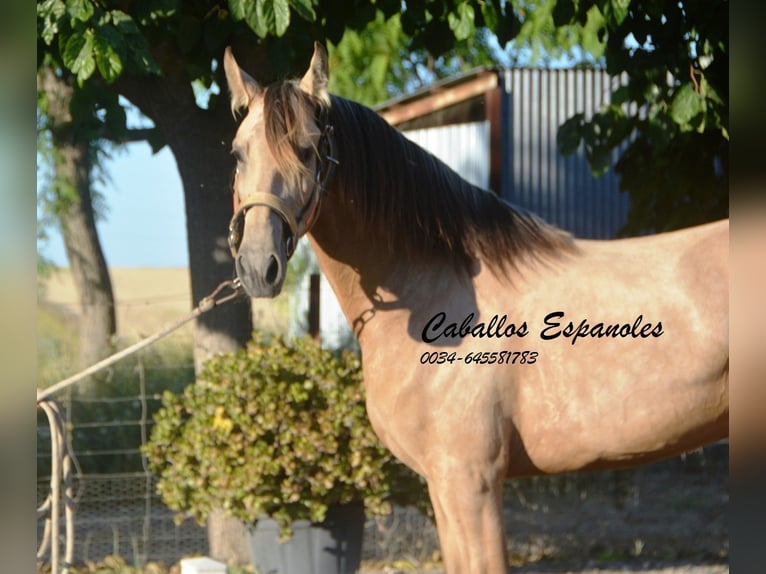 Lusitanien Jument 3 Ans 155 cm Buckskin in Vejer de la Frontera