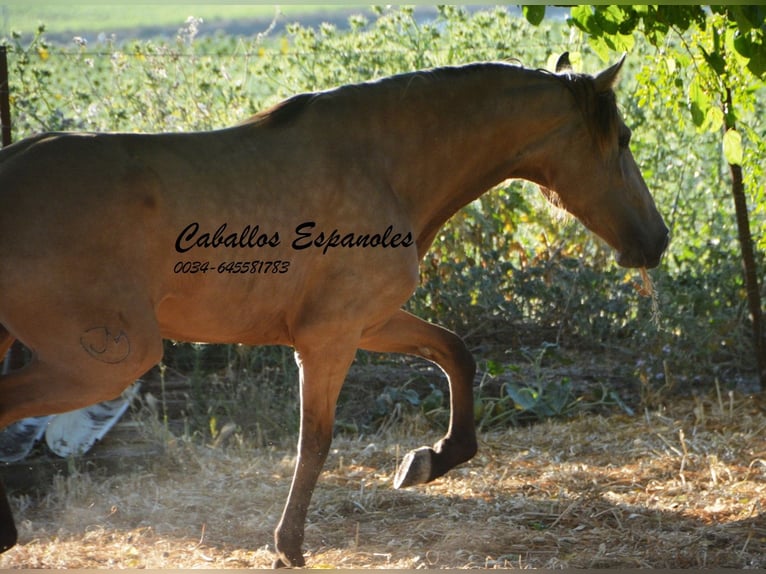 Lusitanien Jument 3 Ans 155 cm Buckskin in Vejer de la Frontera