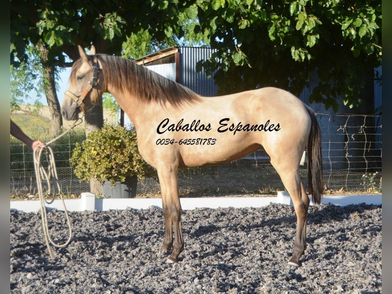 Lusitanien Jument 3 Ans 155 cm Buckskin in Vejer de la Frontera