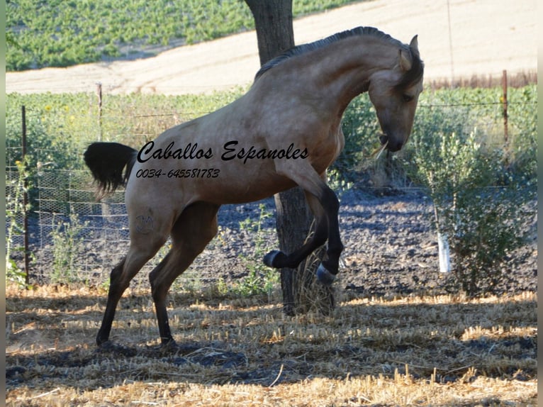 Lusitanien Jument 3 Ans 155 cm Buckskin in Vejer de la Frontera