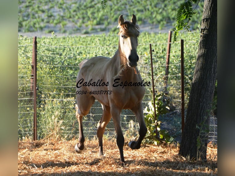 Lusitanien Jument 3 Ans 155 cm Buckskin in Vejer de la Frontera