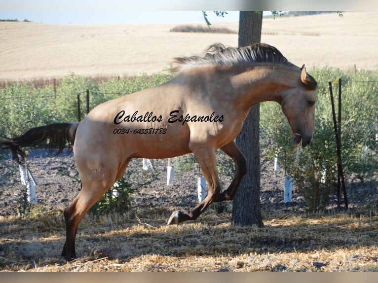 Lusitanien Jument 3 Ans 155 cm Buckskin in Vejer de la Frontera