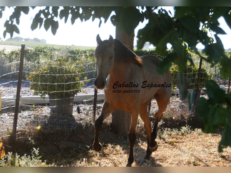 Lusitanien Jument 3 Ans 155 cm Buckskin in Vejer de la Frontera