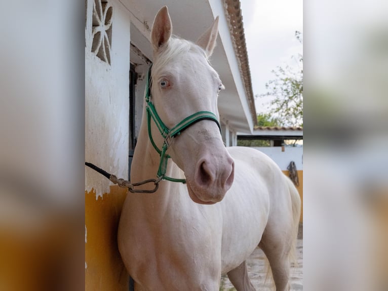 Lusitanien Jument 3 Ans 155 cm Cremello in Martfeld